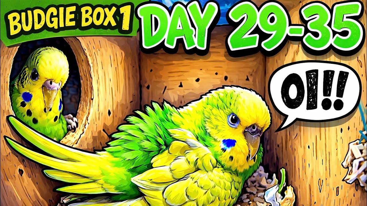 BUDGIE NESTING BOX CAMERAS (PART 4)