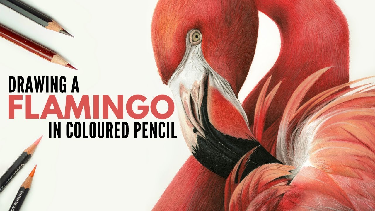 Flamingo Colored Pencil Drawing | Realistic Bird Drawing | Drawing a Flamingo | Watercolor Pencils