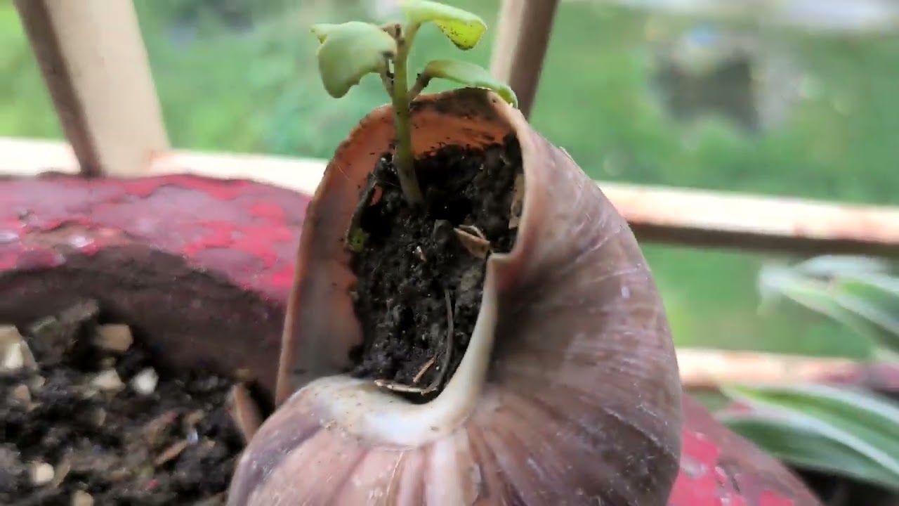 আমার শখের বারান্দা বাগানে অনেক সুন্দর সুন্দর ফুল ফুটেছে #viralvideo 