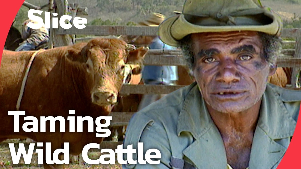 New Caledonia&rsquo;s Stockmen: The Last Cowboys of the Pacific | SLICE