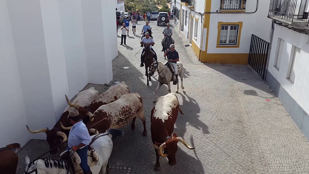 A chegada dos cabrestos &agrave; pra&ccedil;a de Barrancos