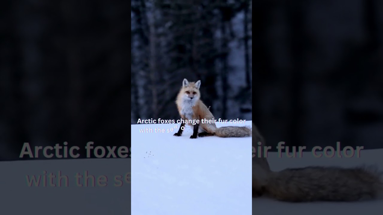Arctic Fox: Master of Seasonal Camouflage and Adaptation #wildlife #nature #conservation