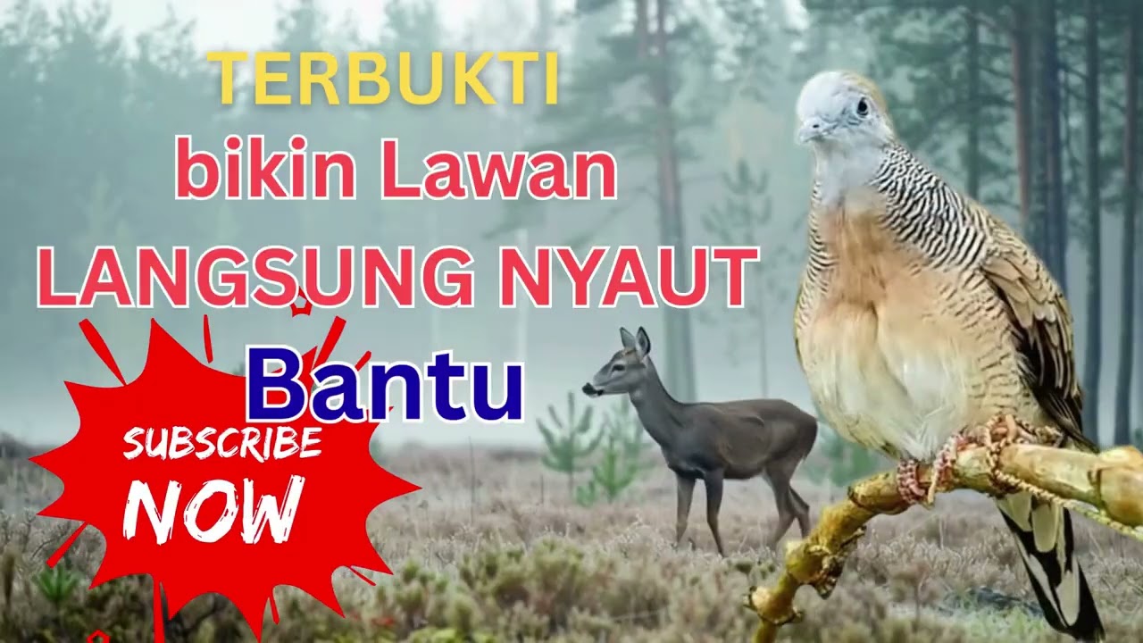 Perkutut Lokal Gacor Suara Besar Pancingan Burung Perkutut Agar Cepat Bunyi.