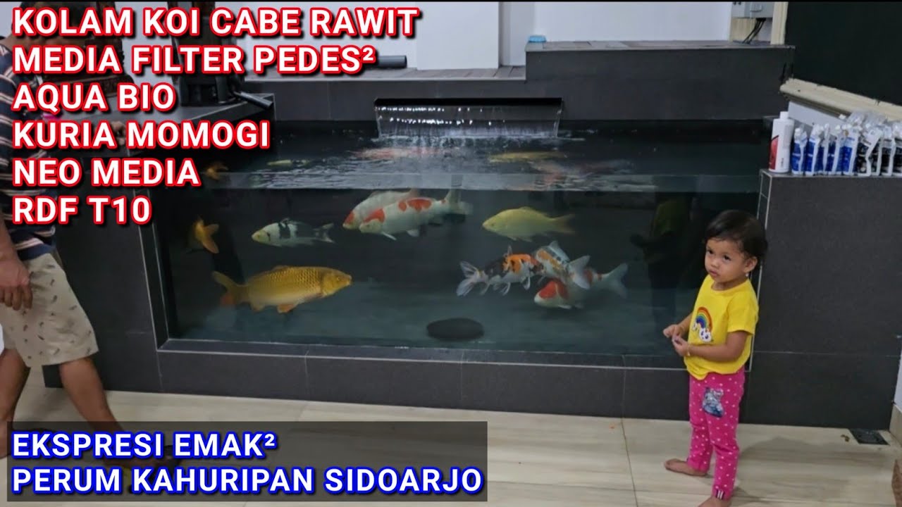 KOLAM IKAN KOI 2.8M X 3.5M MEKANIS RDF T10 | PERUM KAHURIPAN SIDOARJO