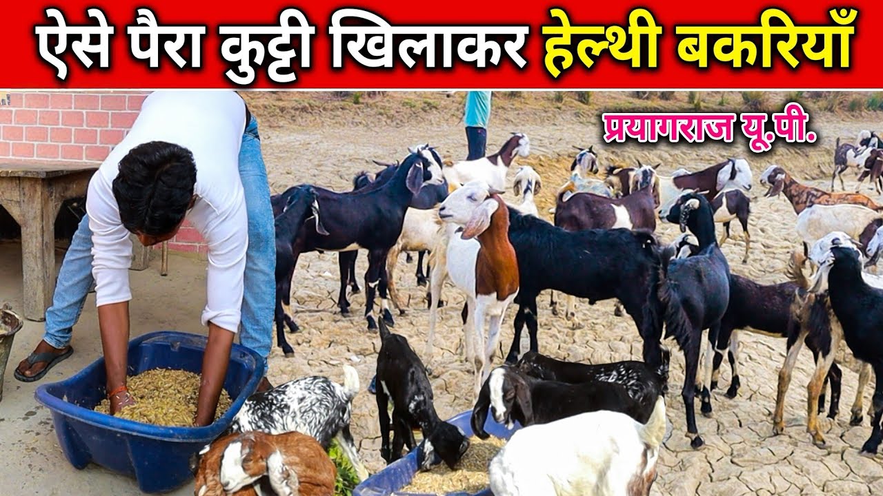 पैरा कुट्टी खिलाकर हेल्थी बकरियां?। Bakri ko Paira kutti kaise khilayen Prayagraj Up ।