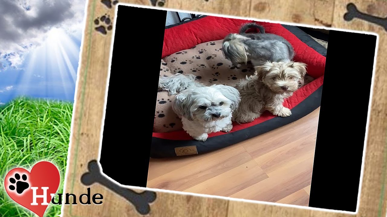 Cookie trainiert mit Mama und Papa zusammen