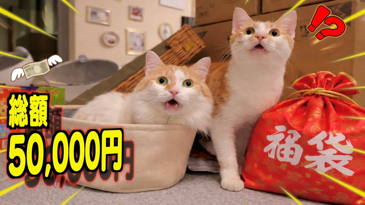 【豪華】愛する猫たちのために福袋5万円分開封したら予想外の反応が…。