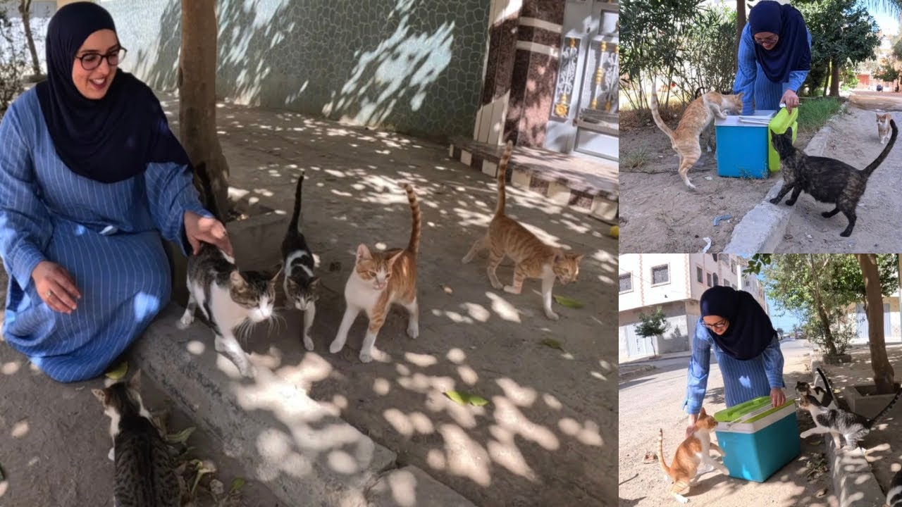 Everywhere in the city, stray cats will surround us with lots of happy meows.
