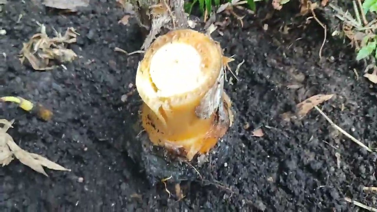 Musa Sikkimensis. Musa Mush !😡🌴