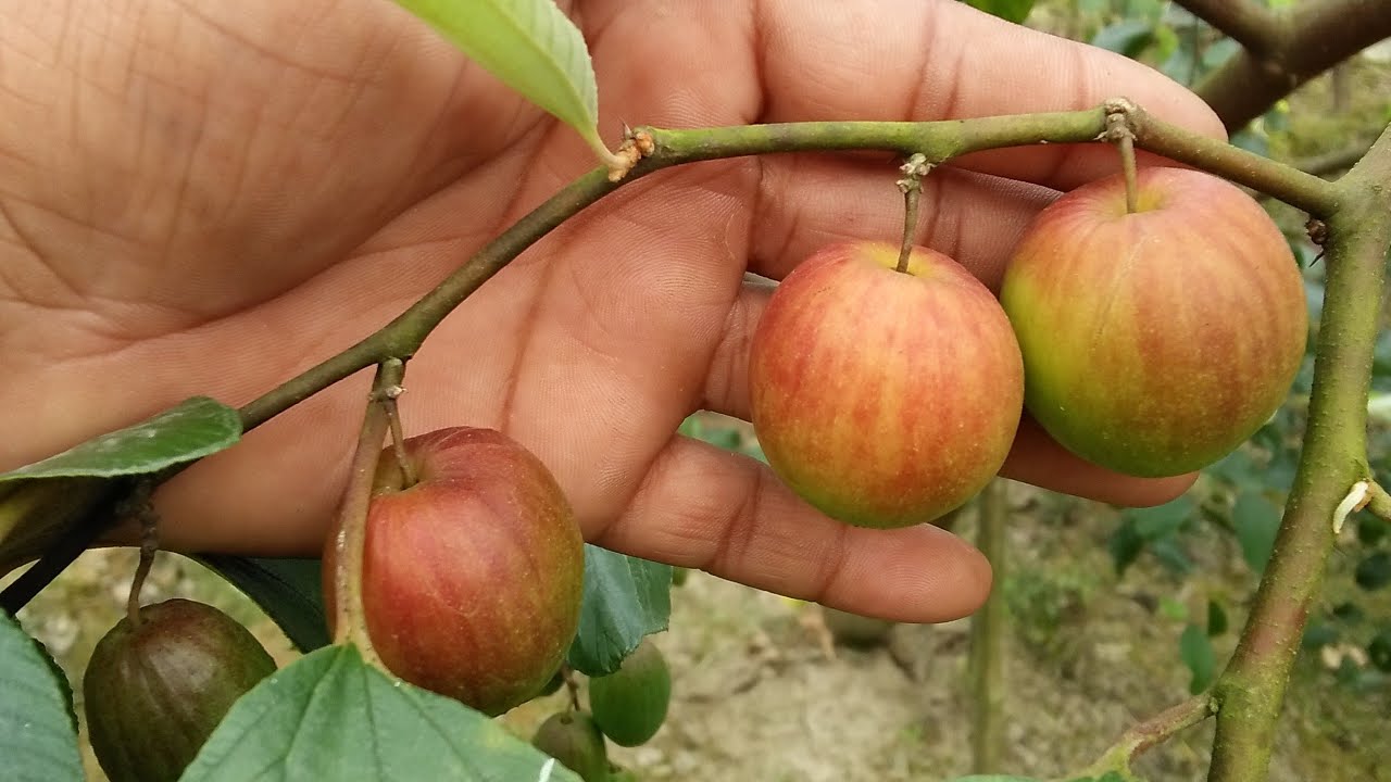 Ball Sundari Apple Ber plant the best quality