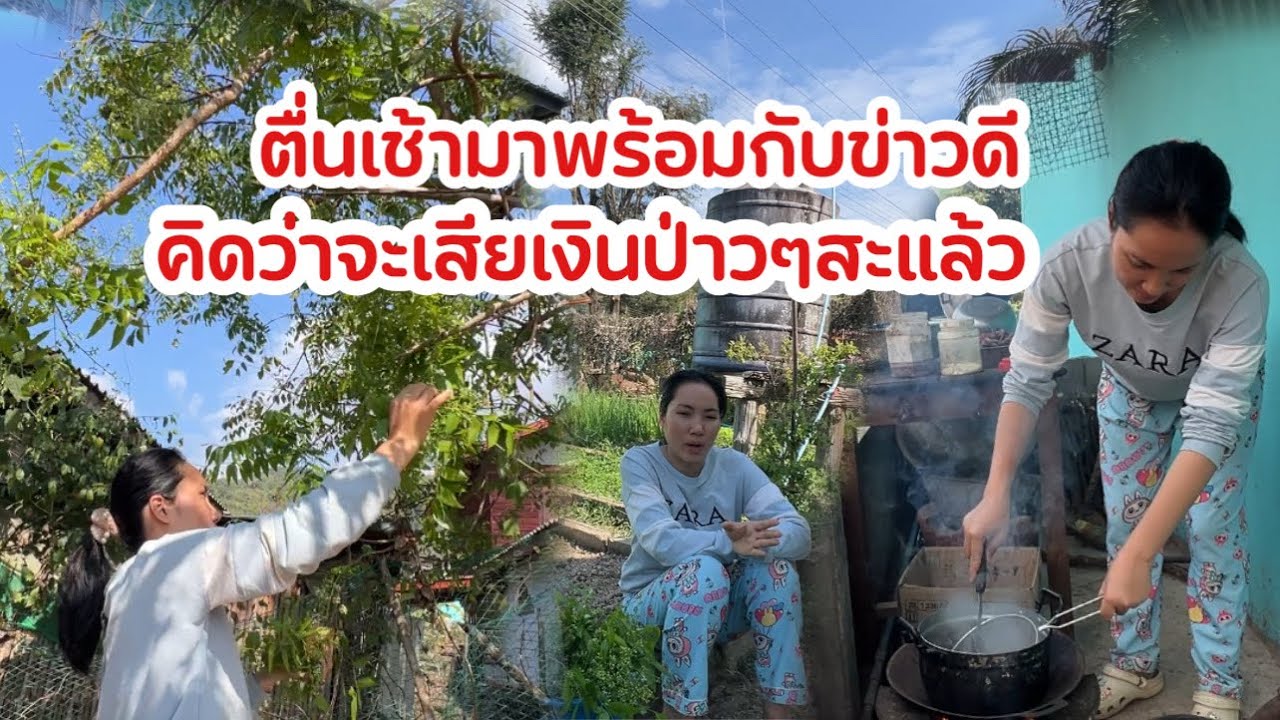 ตื่นเช้ามาพร้อมกับข่าวดี คิดว่าจะเสียเงินทิ้งซะแล้ว ทำอ่อยหนูหวายใส่ผักในสวน