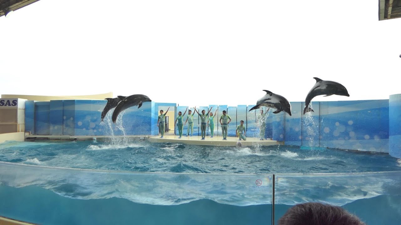 ◆えのすい　きずな（2018．08．12）15：30~ ◆【新江ノ島水族館】