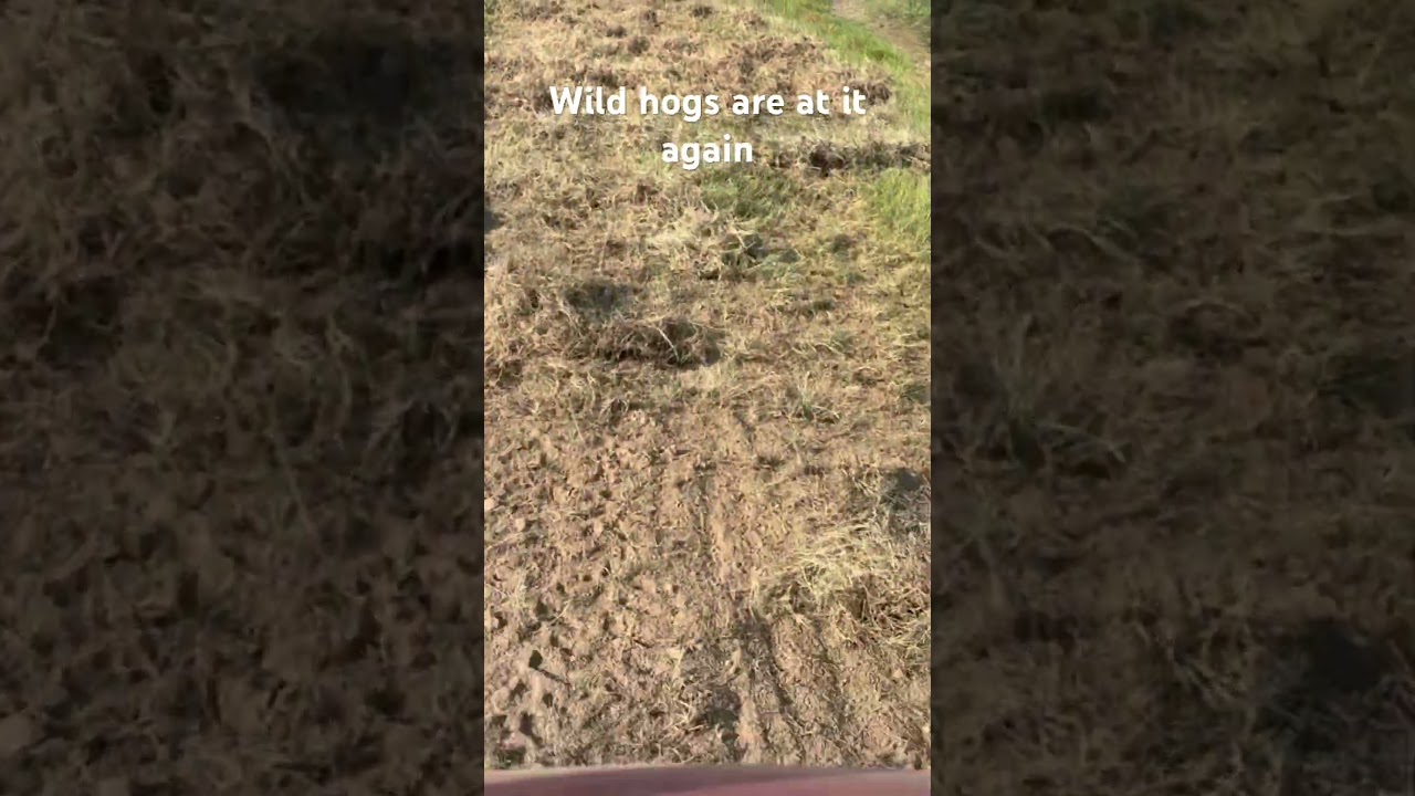 Wild hog destruction