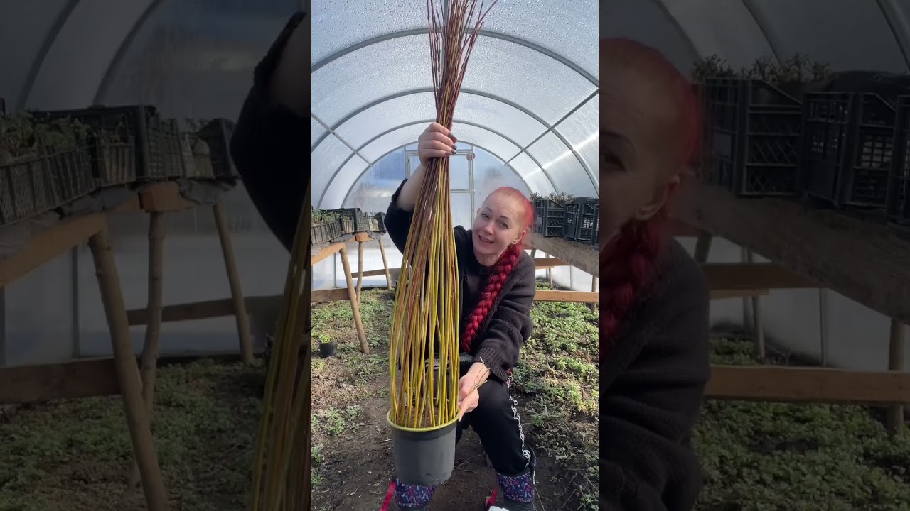 Как сплести дерево из лозы ивы