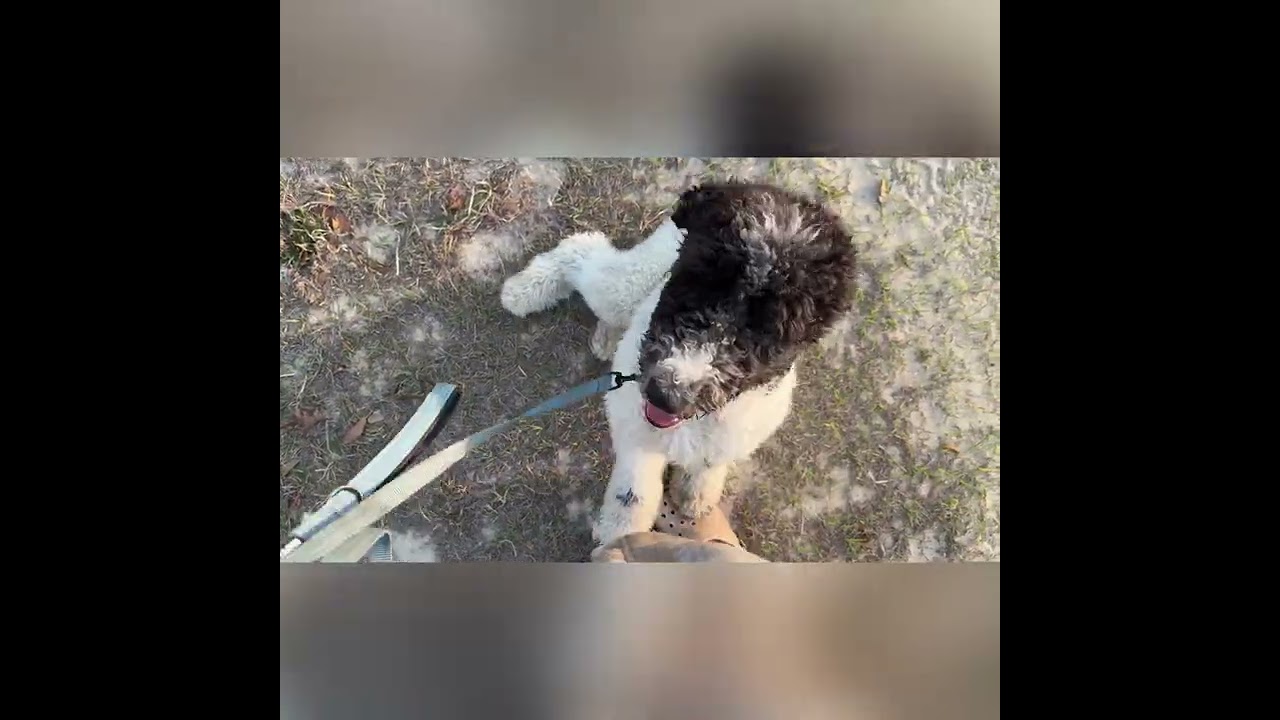 Leaf • Sheepadoodle boy