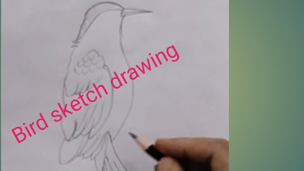 @Bird Sketch Drawing | Easy Pencil Sketch for Beginners | Step by Step