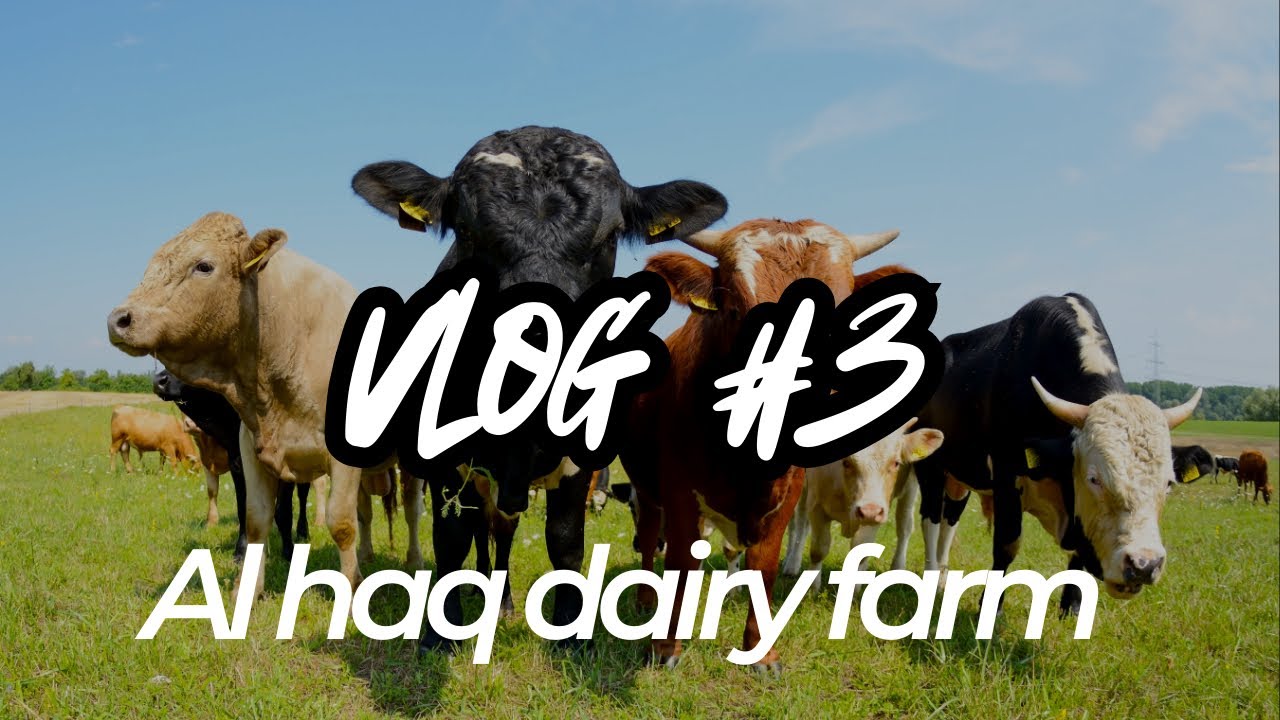 Vlog#3. Farm Life Diaries 🐄 | A Peaceful Day at Al-Haq Farms
