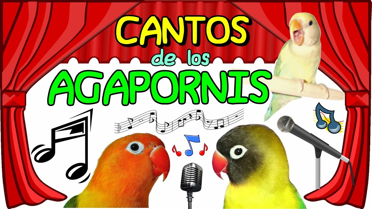 SIGNIFICADO de los Sonidos, Ruidos y Cantos de los Agapornis (roseicollis, fischer y personatas)