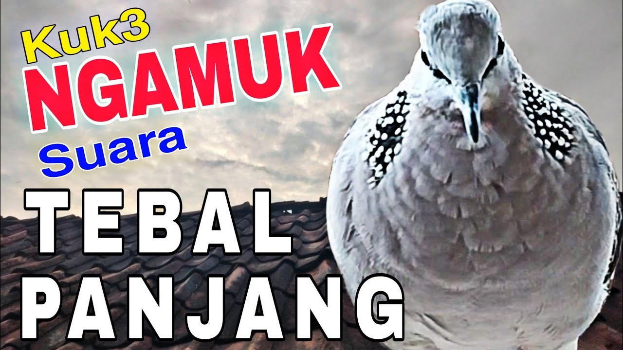 Derkuku kuk3 lokal gacor ngamuk suara tebal panjang