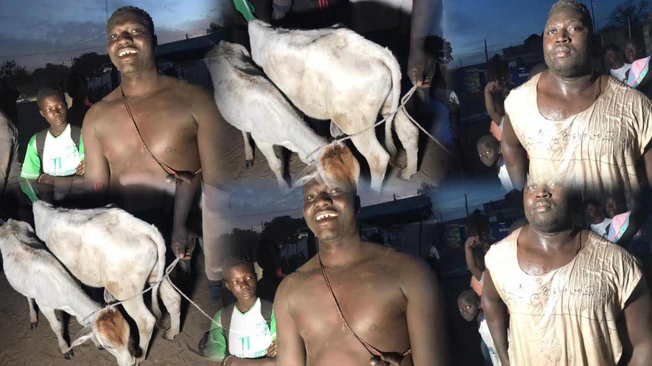 DÉPATAGE DES BŒUFS NDIOME NÎÎAL A NDANGANE SOKONE LE 26 JANVIER 2026