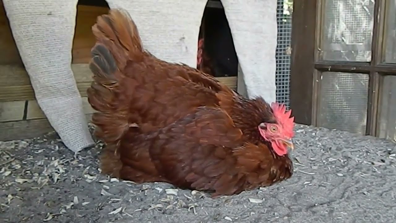About Rhode Island Red Chickens and a broody Rir.  for backyard pets and flocks