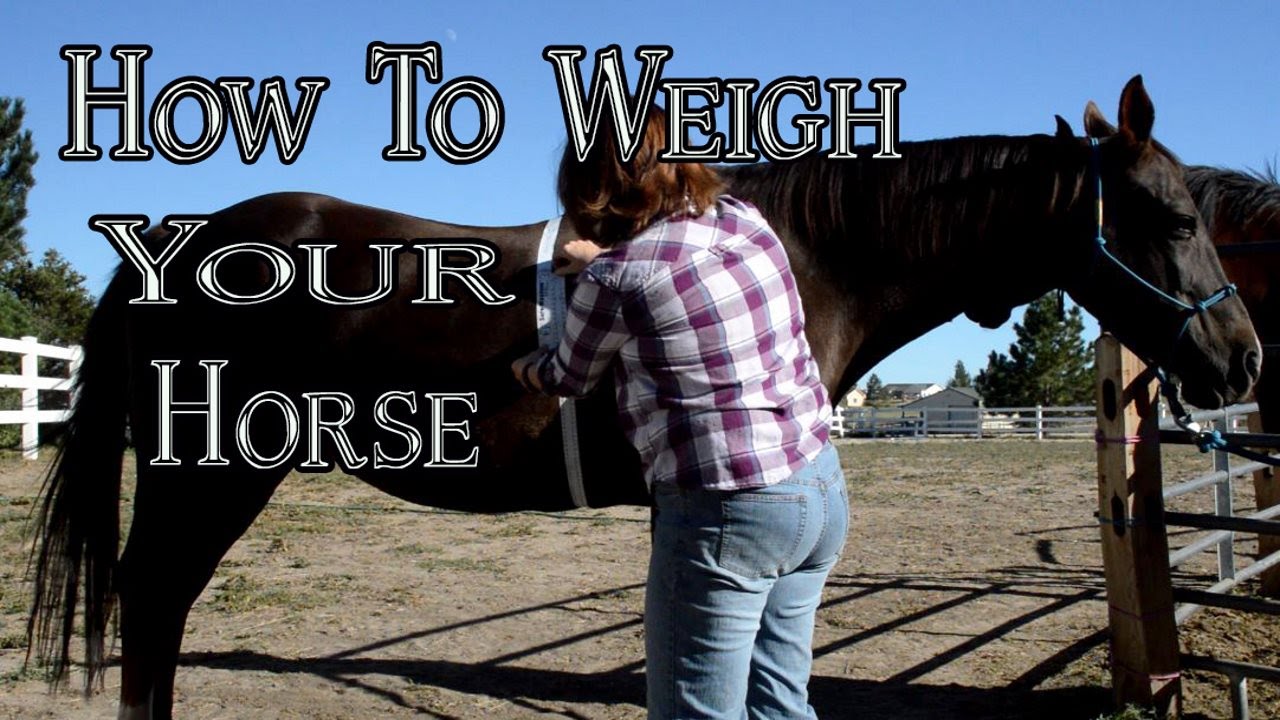 How To Weigh Your Horse