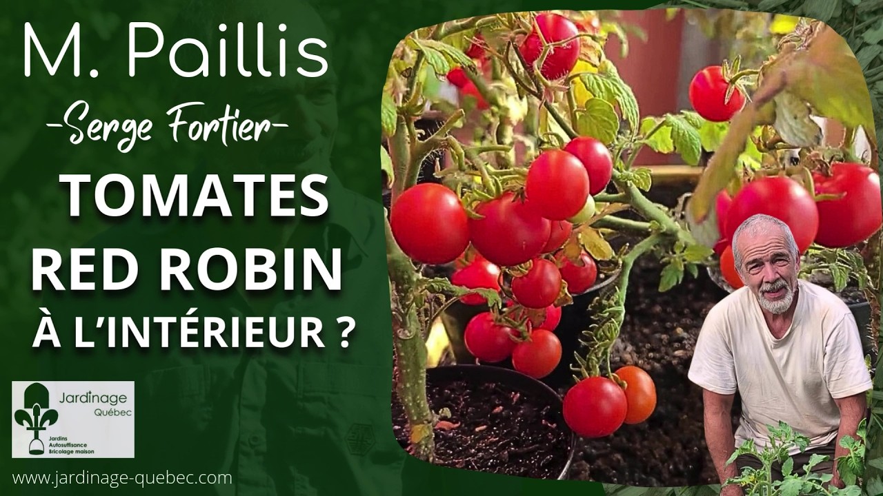MA CHAMBRE DE SEMIS | CULTIVER DES TOMATES RED ROBIN À L’INTÉRIEUR