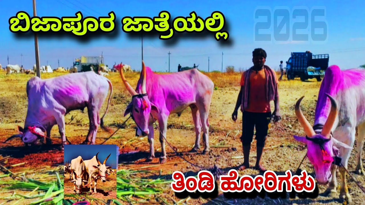 ಬಿಜಾಪೂರ ಜಾತ್ರೆ | ತಿಂಡಿ ಹೋರಿಗಳು | 2026 ಎತ್ತುಗಳ ಜಾತ್ರೆ | bijapura bulls market