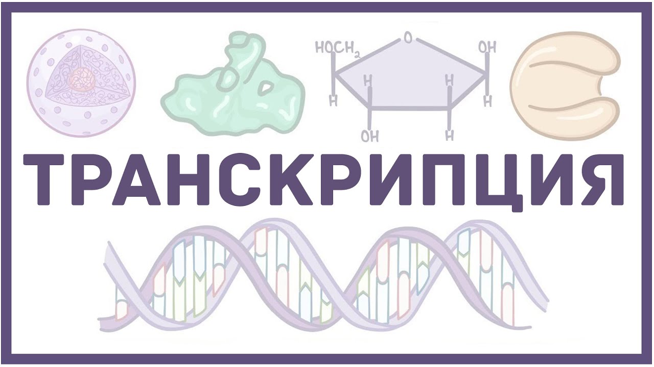 Транскрипция ДНК - биология и физиология клетки