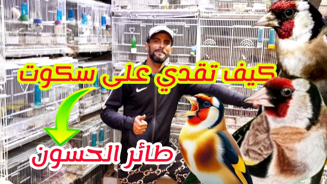 كيف تقدي على سكوت طائر الحسون أو خارج البيت ومنحه التقة للغناء بقوة استعداد للتزاوج  فرجة ممتعة