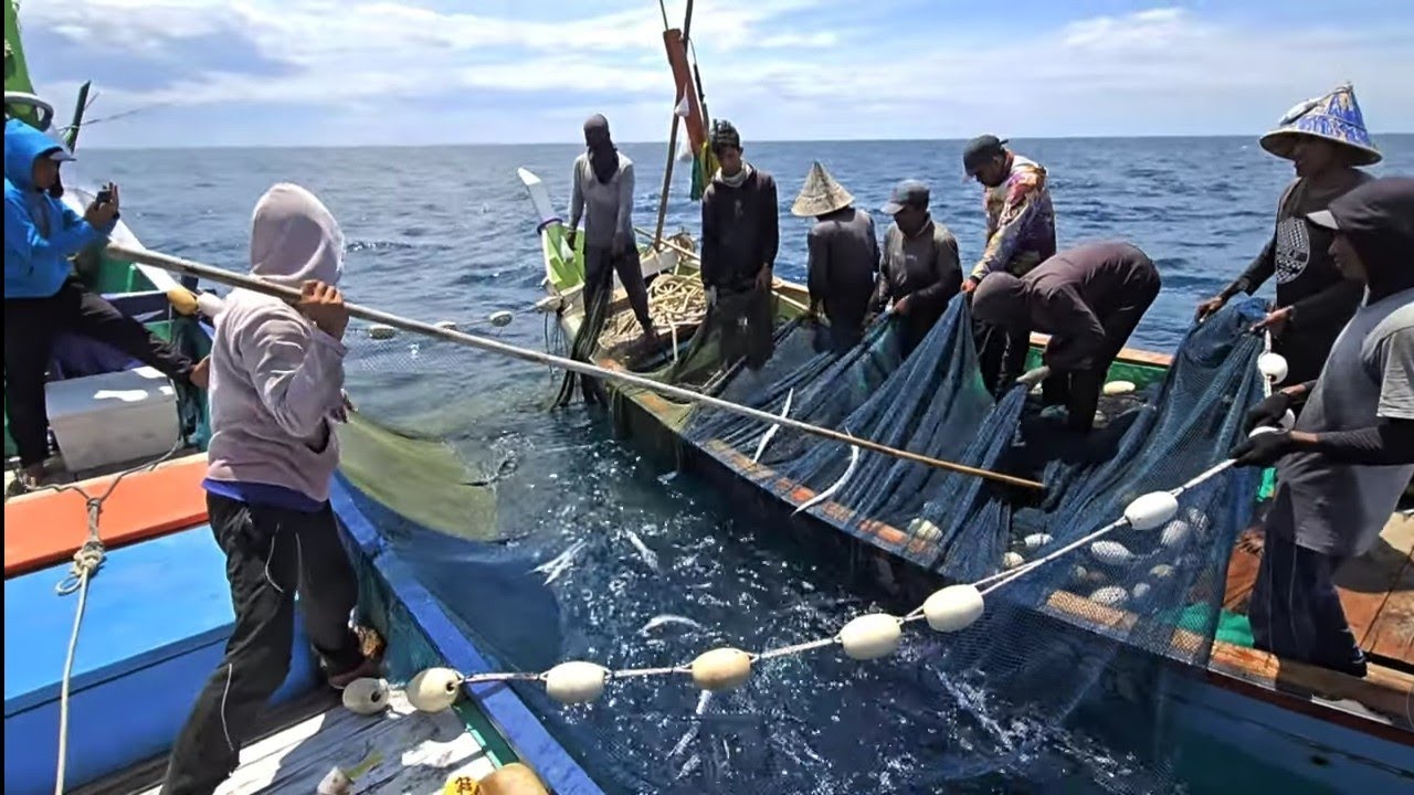 Pukat cincin Nelayan Indonesia Dapat Banyak Ikan, luar biasa hasil tangkapan Nelayan Indonesia