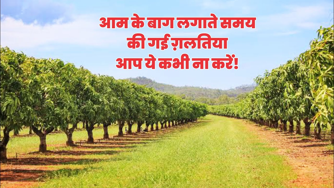 आम के बाग़ लगाते समय ये गलतिया ना क़रे!