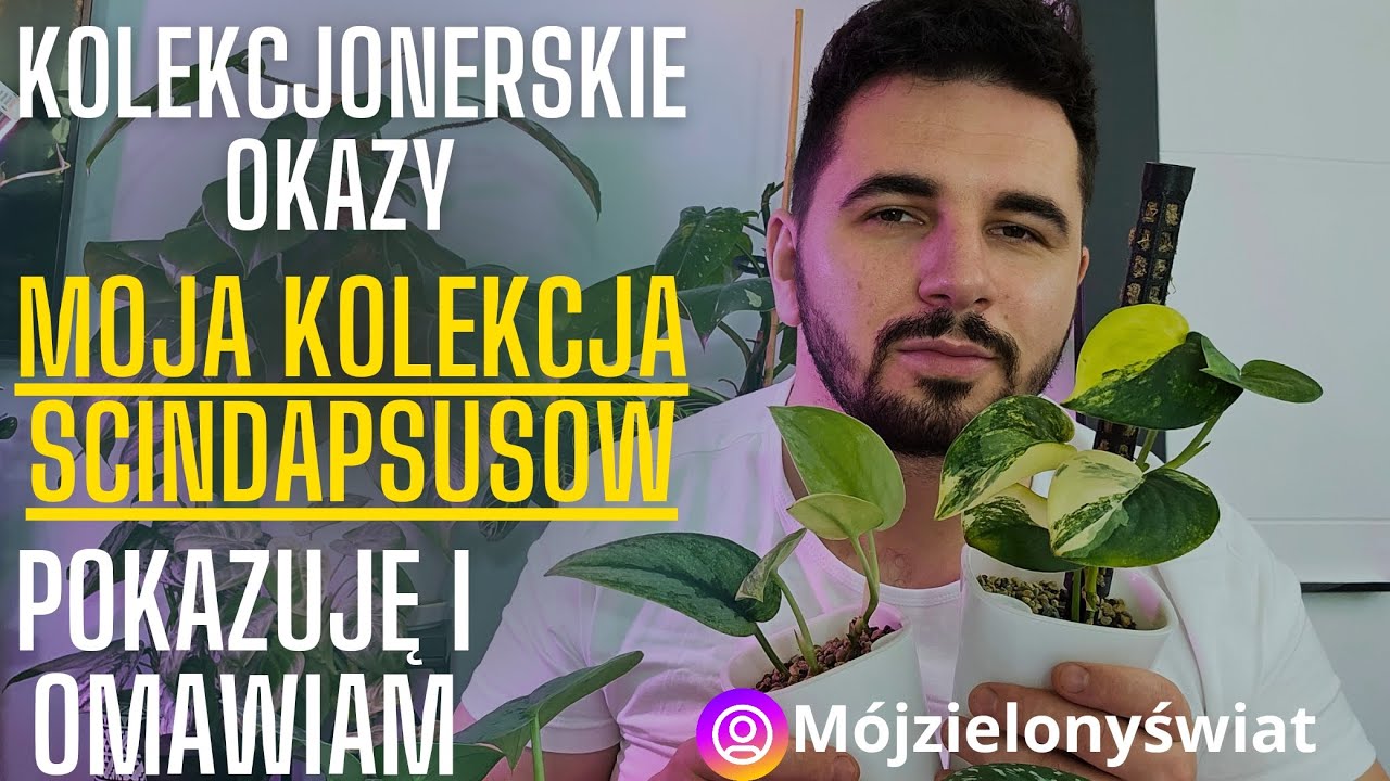 MOJA KOLEKCJA SCINDAPSUSÓW CZ. 1 💚🌿