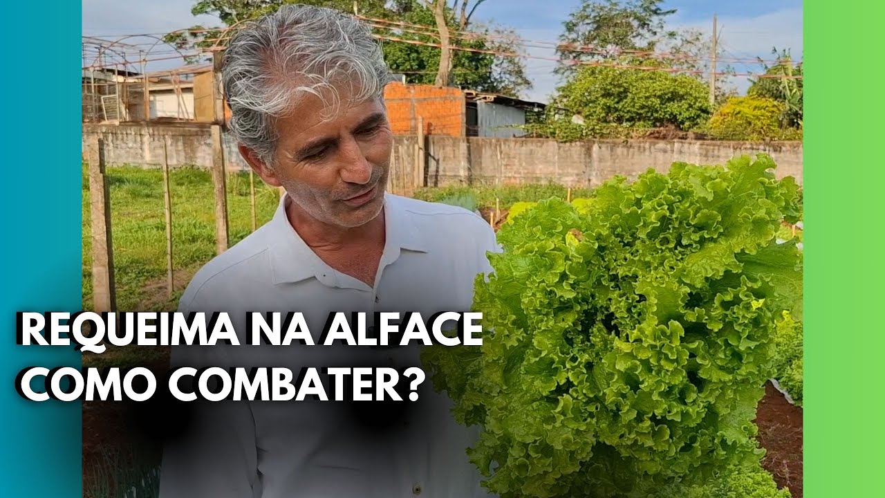COMO EVITAR PERCAS POR QUEIMA DE BORDA NA SUA ALFACE - DICAS DO MAGR&Atilde;O!