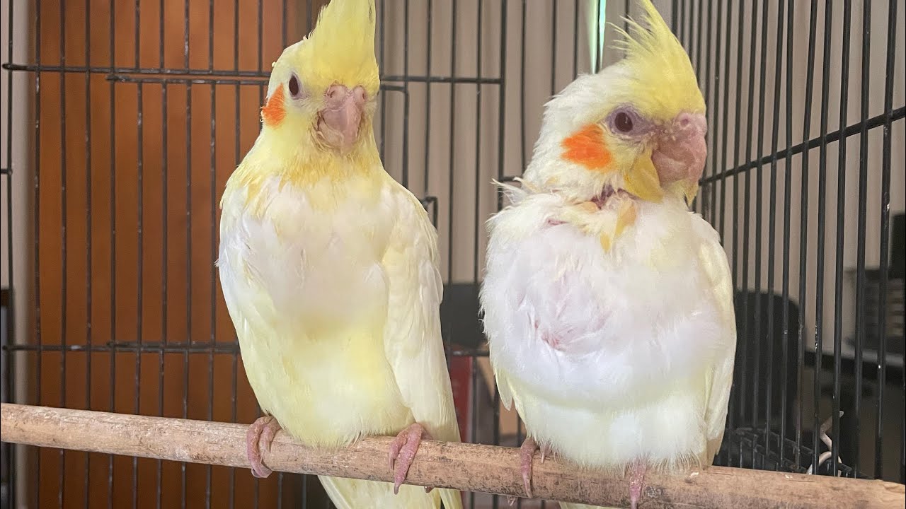 Part 1 How to hand rear a baby Cockatiel