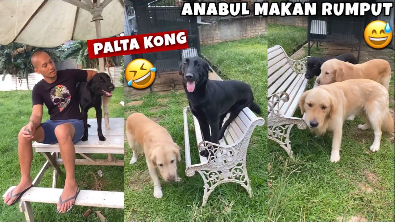 SNOWEE DKK MAKAN RUMPUT, KELAKUAN PALTA KONG ADA AJAA! 😂