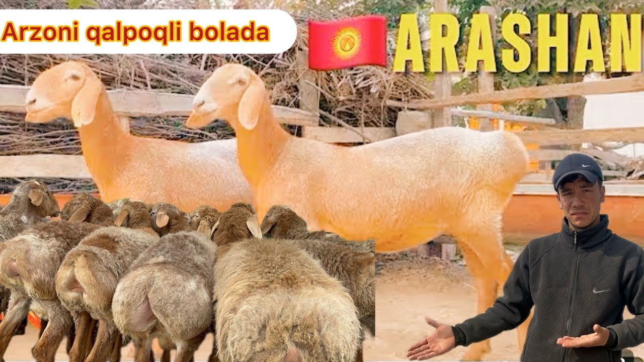 Qalpoq qayti narxlar qayti 15 kunda tuğadigan naq bõqoz sovliqlar tarozigayam keladigan qõchqorlar 