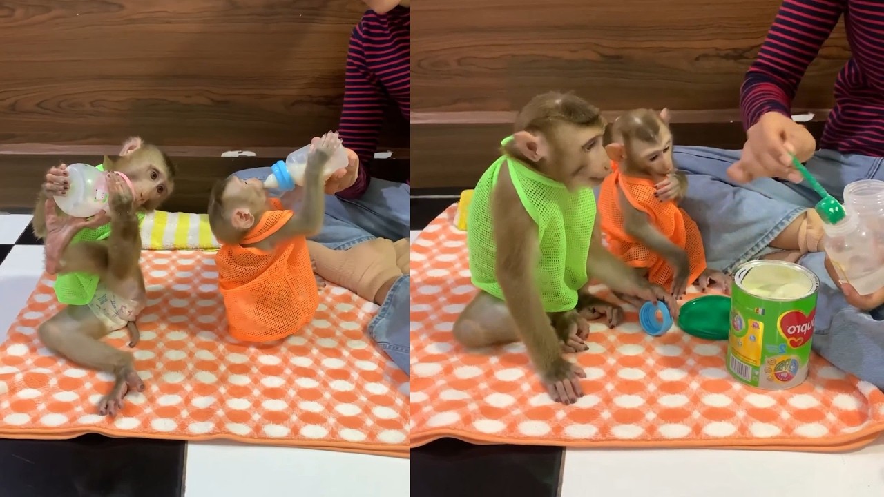 Feeding My Adorable Baby Monkeys: The Ultimate Fruit Feast! 🥰