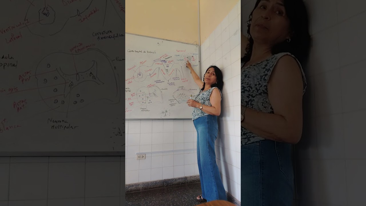 practica de tej nervioso