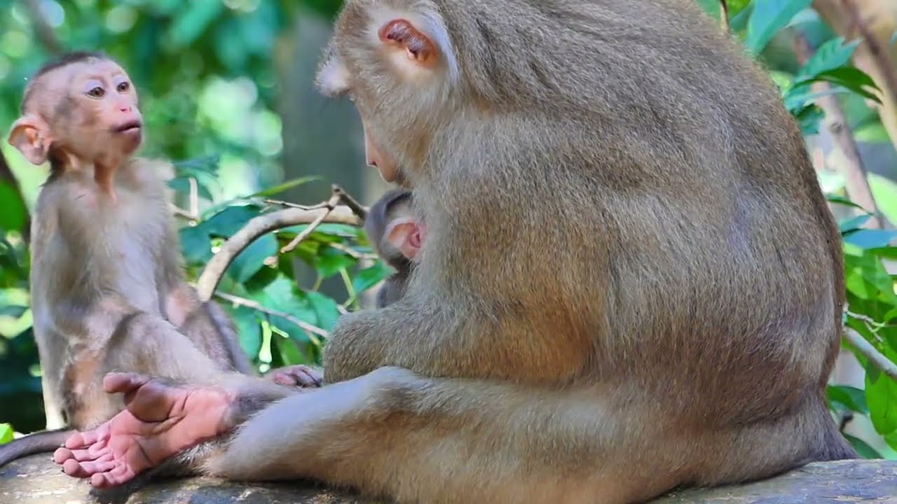 Rose monkey daily on tree for her safe from somebody bored Them. 05