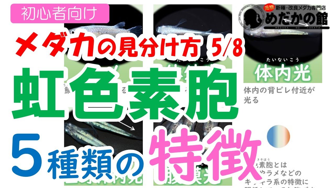 【メダカの見分け方 5/8】メダカの虹色素胞の特徴解説　ラメ、体外光、体内光の違い