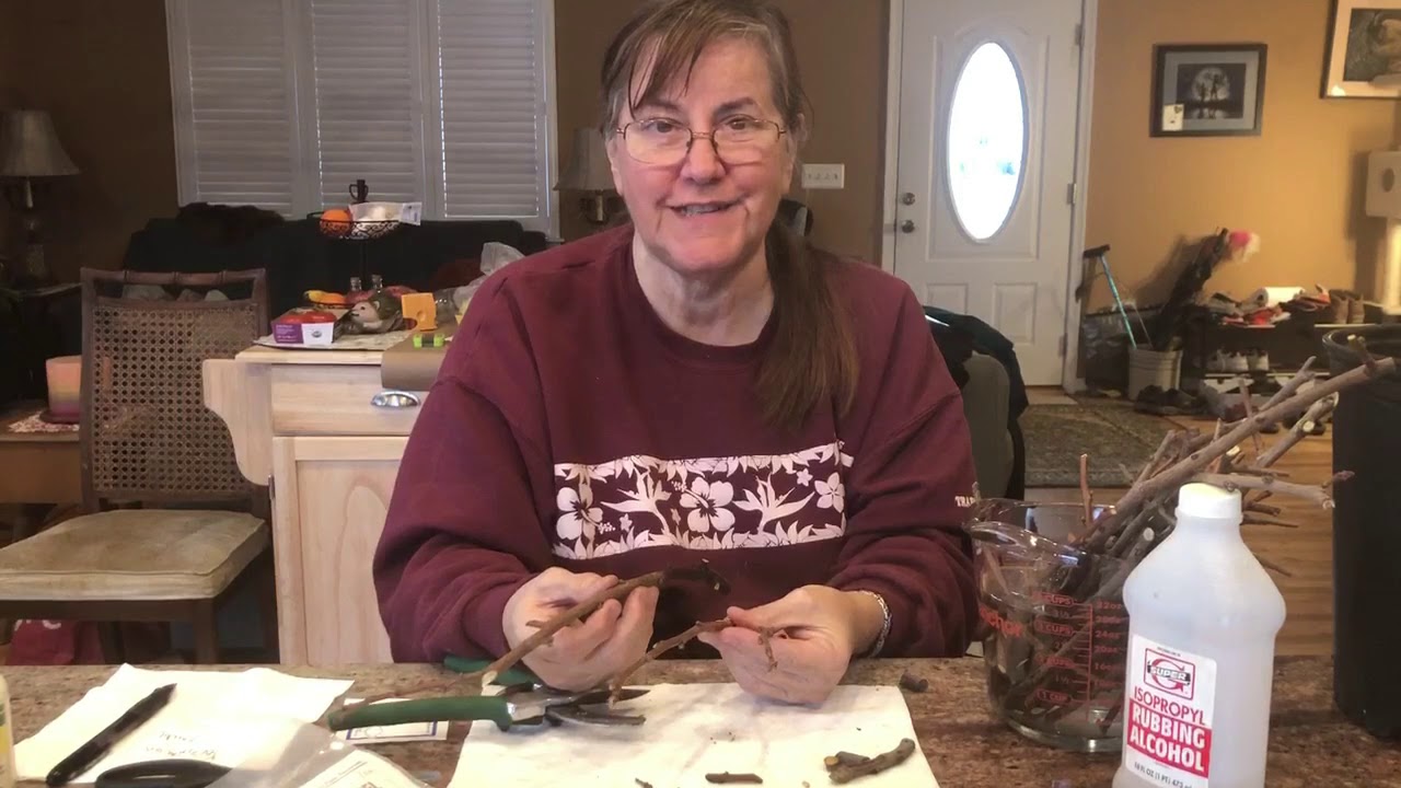 Propagating Persimmon Cuttings