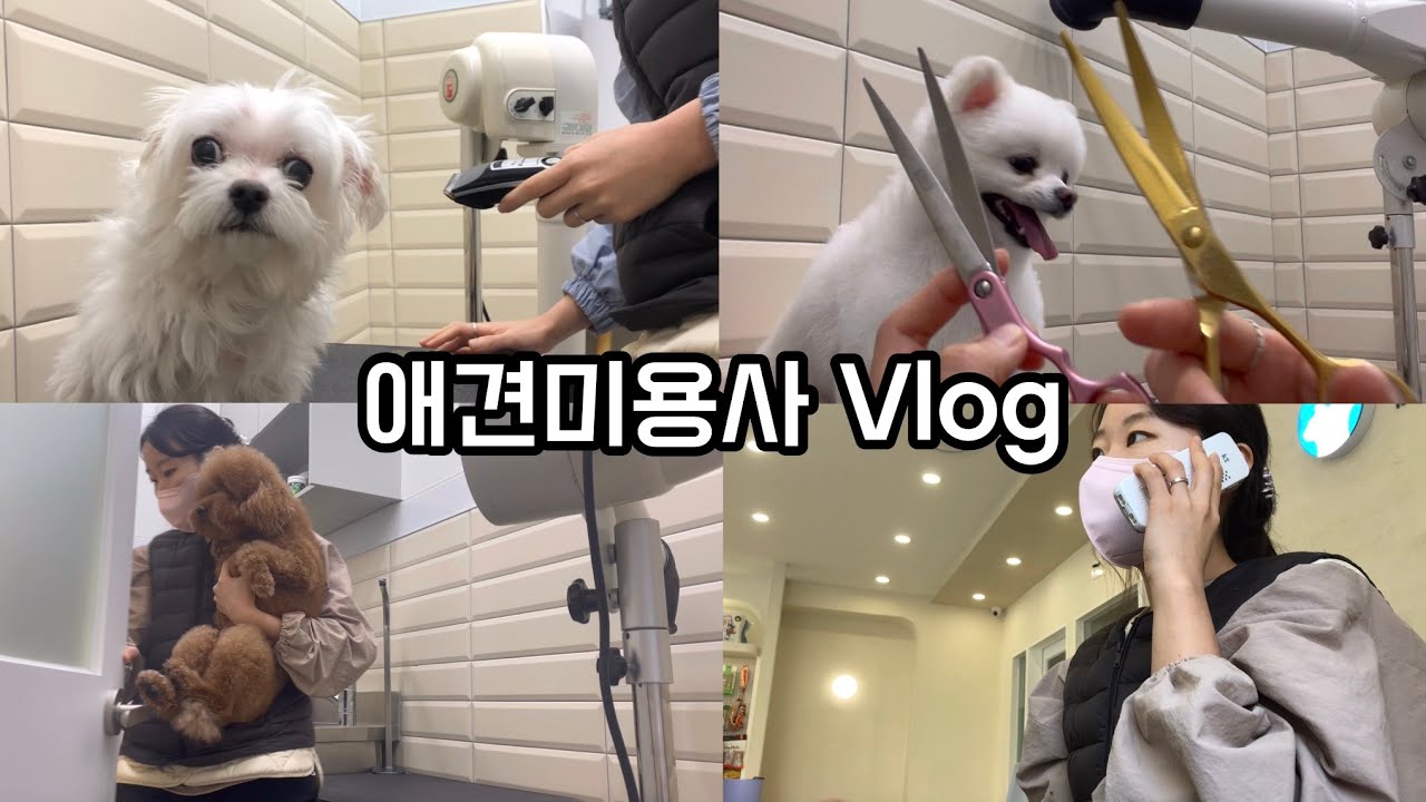 애견미용가위 추천 흑조가위 | 손목 보호대 | 요리 초보 된장찌개 도전