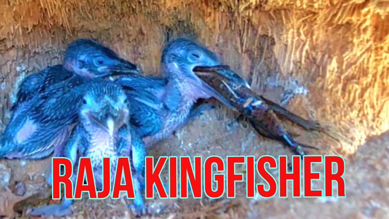 APA BEDANYA BURUNG TENGKEK ATAU KINGFISHER??!