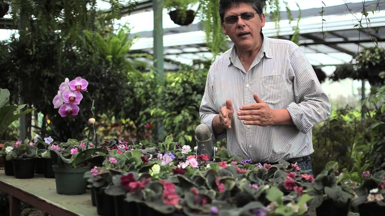 Cuido de las Violetas.