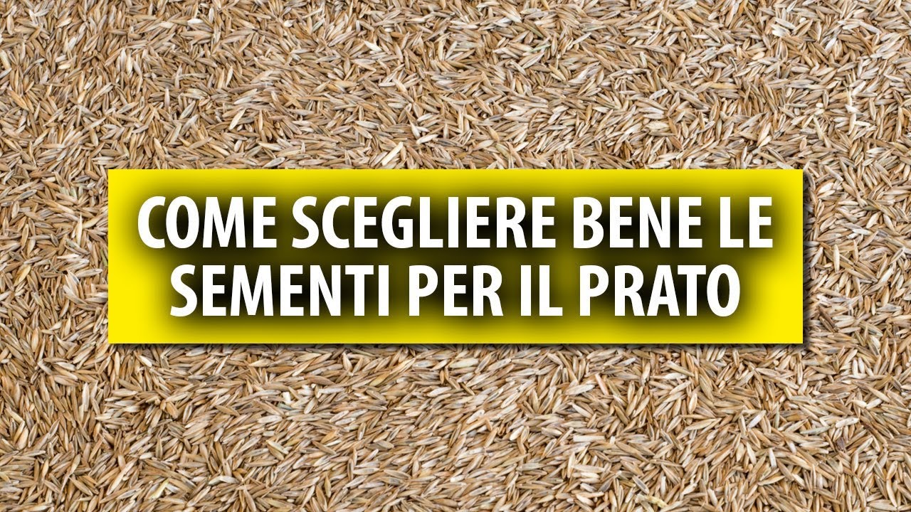 Come Scegliere Bene le Sementi per il Prato