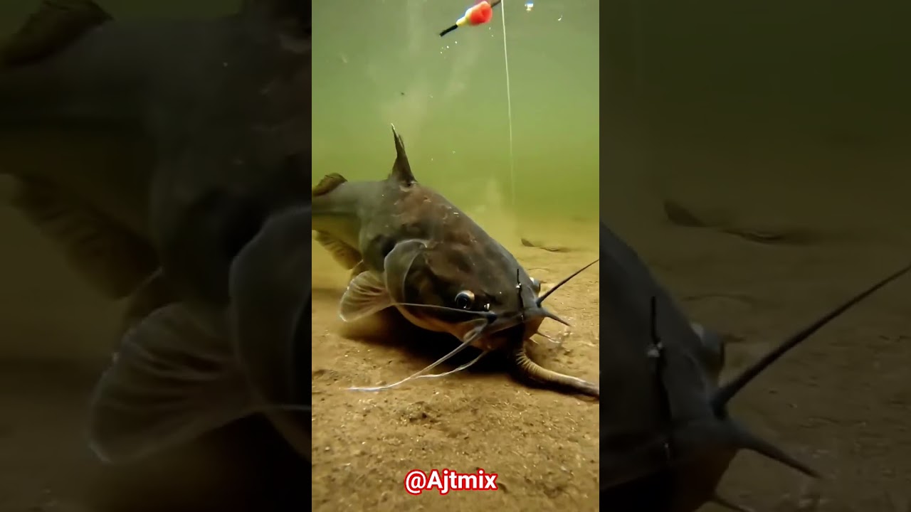 Live Catfish Fishing Underwater 😱 | Singhi Machhli Ne Chara Aise Pakda | Fishing Shorts 