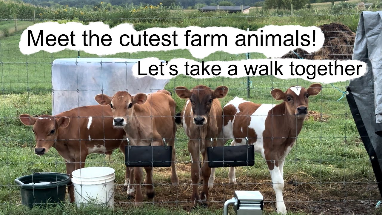 Let's Take a Farm Walk Together: Discover My Animal Friends!