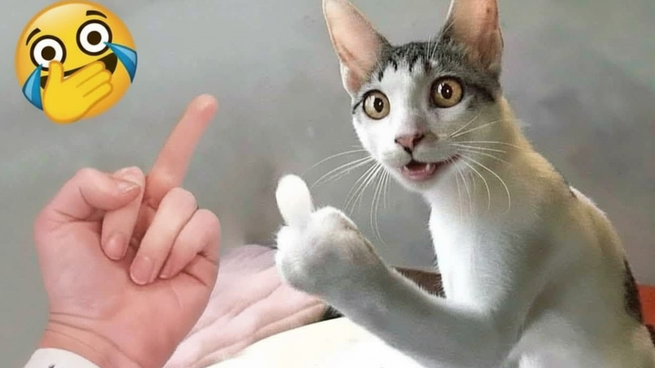 Постарайтесь не засмеяться 😂🐾 Лучшая подборка кошек и собак 2026 года
