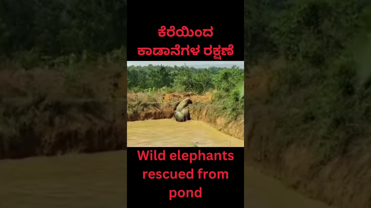 #wildlife #wildanimals #elephant #rescue #operation #nature #forest #shorts
